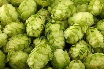 Ultimate List of Hop Varieties for Homebrewing