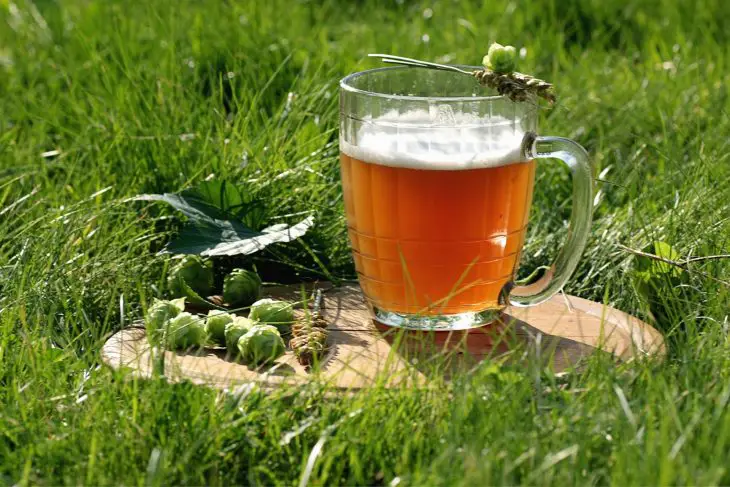 Ultimate List of Hop Varieties for Homebrewing_Sound Brewery
