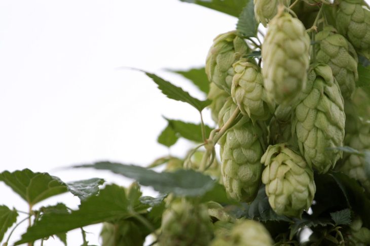 Noble Hops – Everything You Need to Know_Sound Brewery