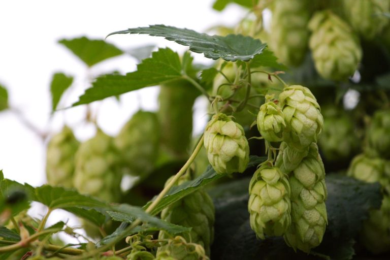 Noble Hops – Everything You Need to Know_Sound Brewery