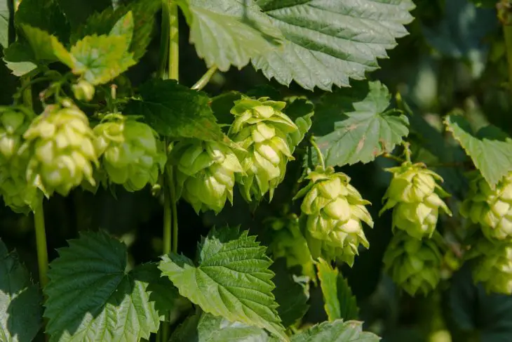 Noble Hops – Everything You Need to Know_Sound Brewery