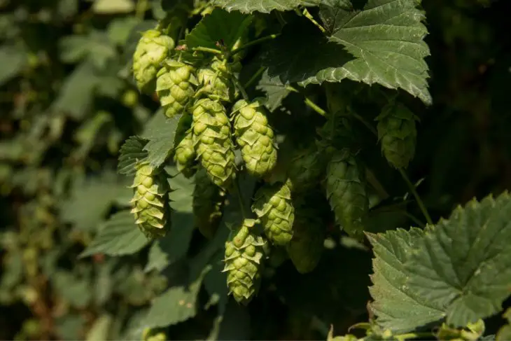 Noble Hops – Everything You Need to Know_Sound Brewery