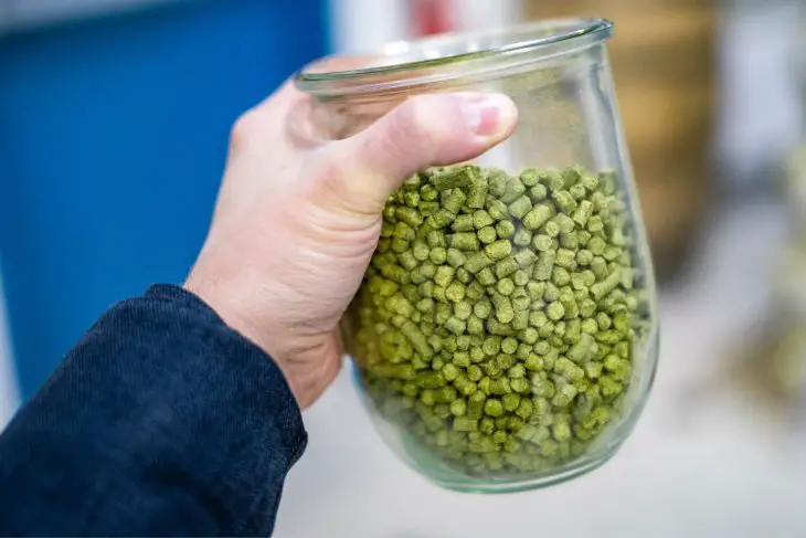 Noble Hops – Everything You Need to Know_Sound Brewery