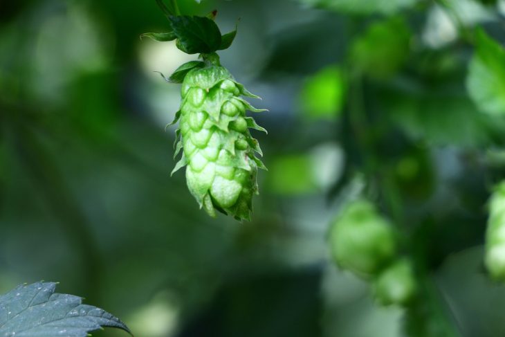 Noble Hops – Everything You Need to Know_Sound Brewery