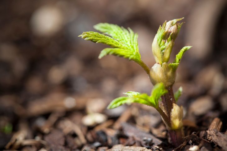 The Complete Guide to Growing Hops At Home_Sound Brewery