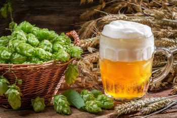 The Complete Guide to Growing Hops At Home
