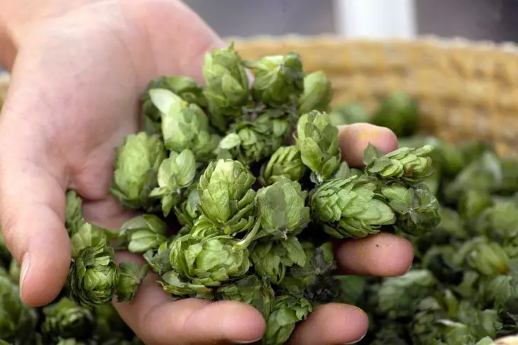 The Complete Guide to Growing Hops_Sound Brewery