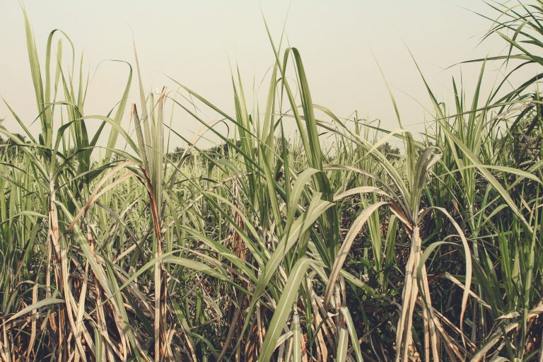 Sugar Cane
