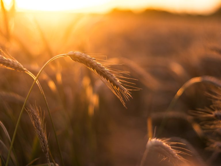 Torrified Wheat Buyers Guide For Home Brewers