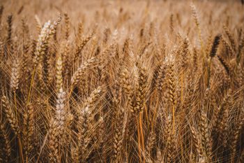 The Difference Between Malt Vs Barley