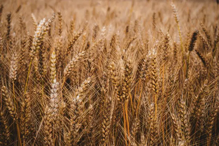 Malt vs Barley