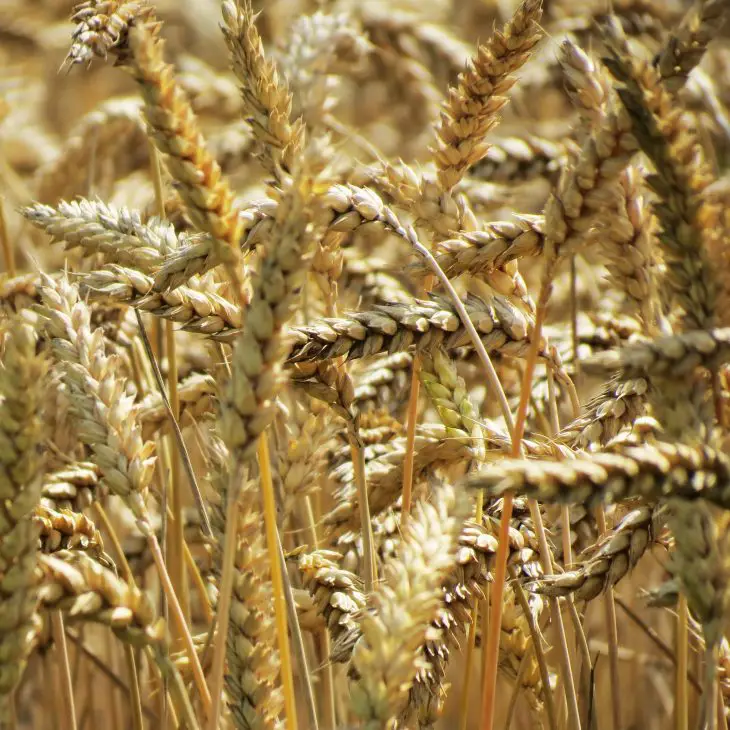 Sunlit golden barley ears