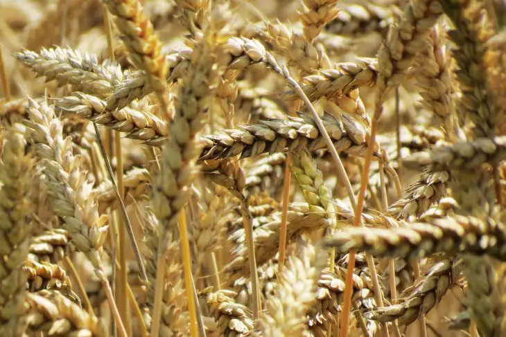 Sunlit golden barley ears