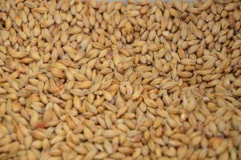 Malted vs Unmalted Barley, Flaked Oats, Grains, and Wheat