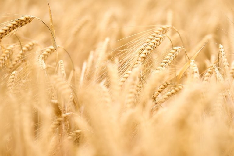 How To Malt Barley: 18 Easy Steps To Malt Barley At Home
