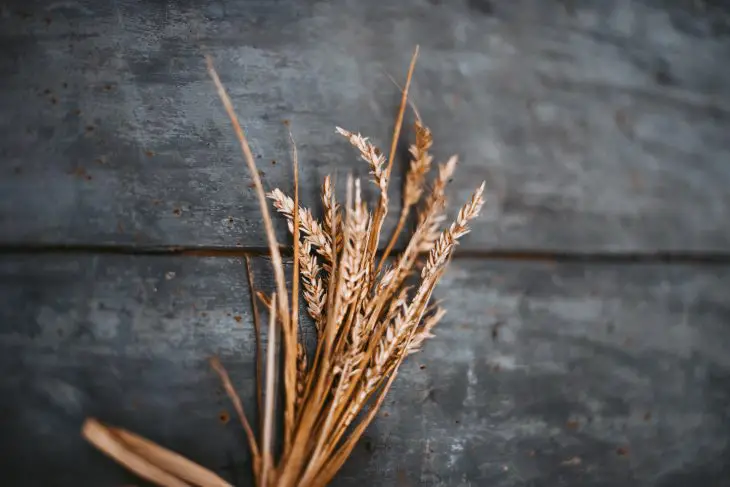 malted barley how to make