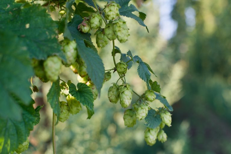 chart of substitution hops