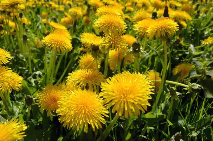 dandelion wine