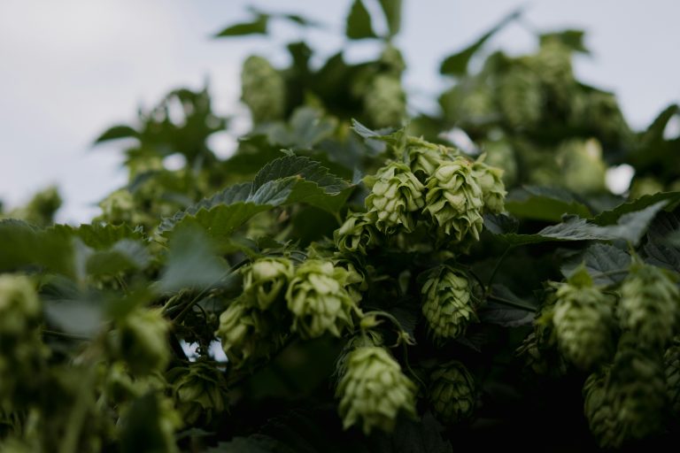 hop creep