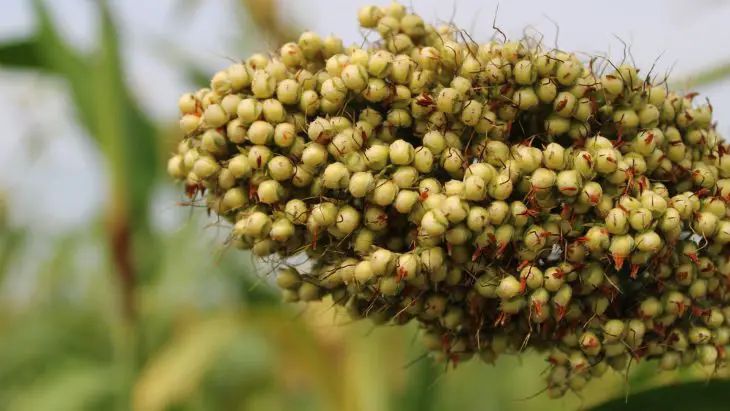 sorghum beer