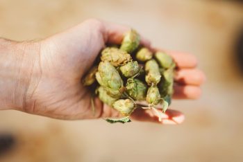 Parti-Gyle Brewing: The Ancient Technique Behind Modern Craft Beer Innovation