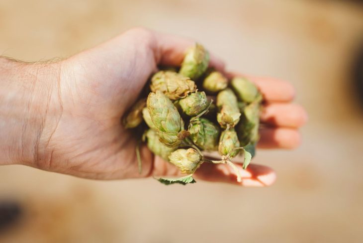 Parti Gyle Brewing: The Ancient Technique Behind Modern Craft Beer Innovation