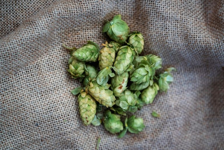 The Highest Alpha Acid Hops: Strongest Bittering Hops Explained