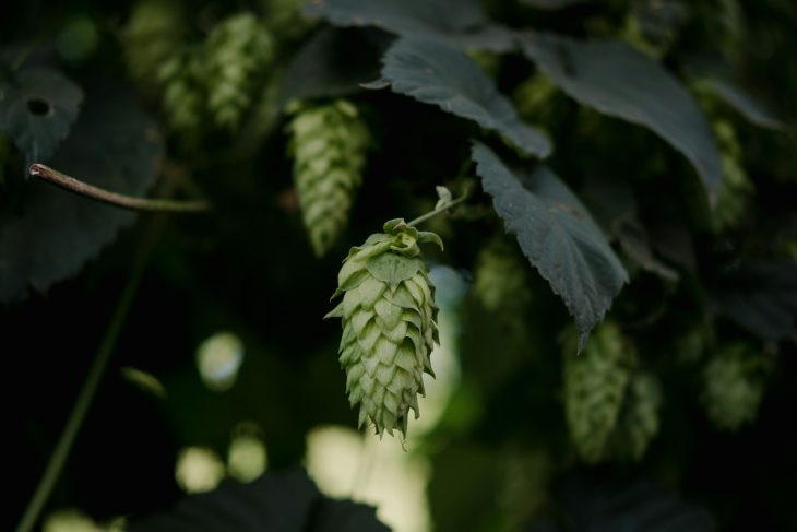 hop stands vs whirlpool hops