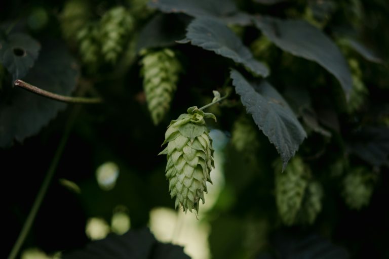 hop stands vs whirlpool hops