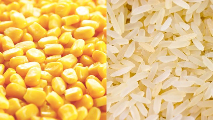 rice vs corn in beer